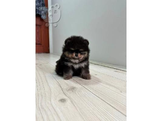 Pomeranian, κορυφαίας ποιότητας κουτάβια